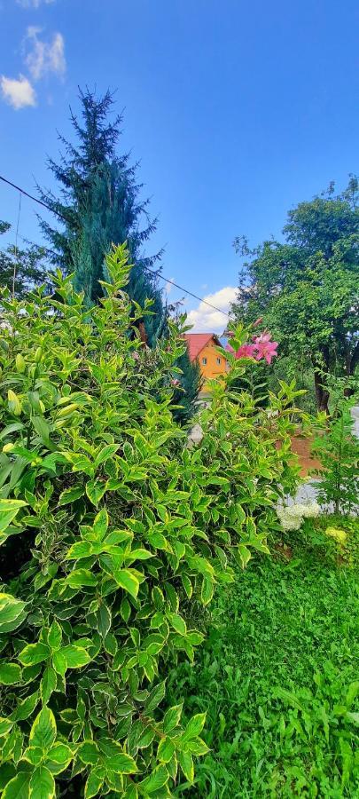 Casa Andreea Si Grigore Ursu Borsa  Ngoại thất bức ảnh